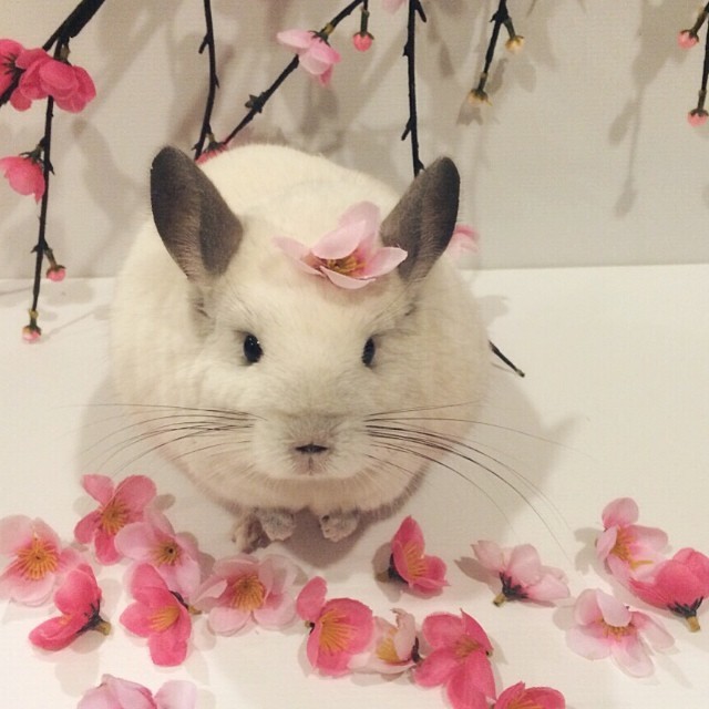 Cherry blossom petals fall fresh. - Chinchilla, Milota, Animals, Sakura, Bubu