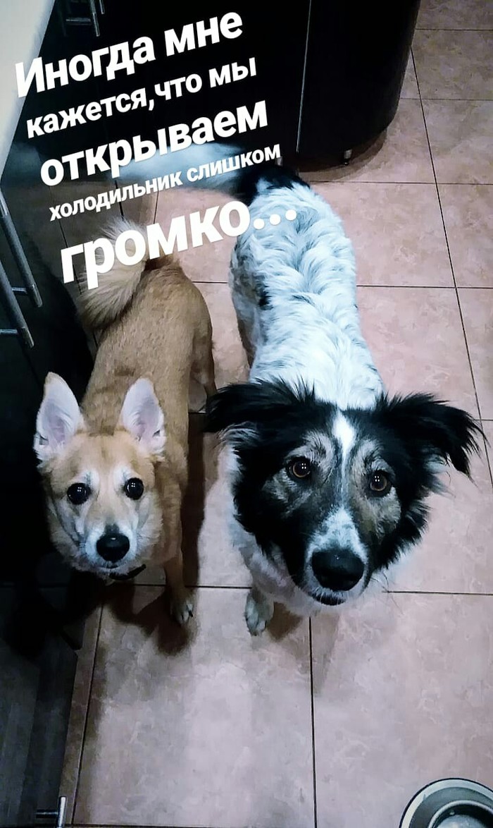 I was alone in the kitchen until I opened the fridge... - Dog, Animals, Pets, My, Food