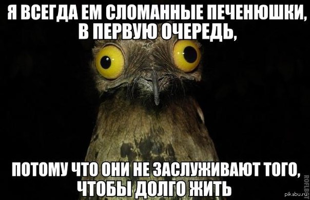 Поющая птица прикол. Так блэт. Лемтыбож. Павлик лемтыбож. Птица пофигицы.