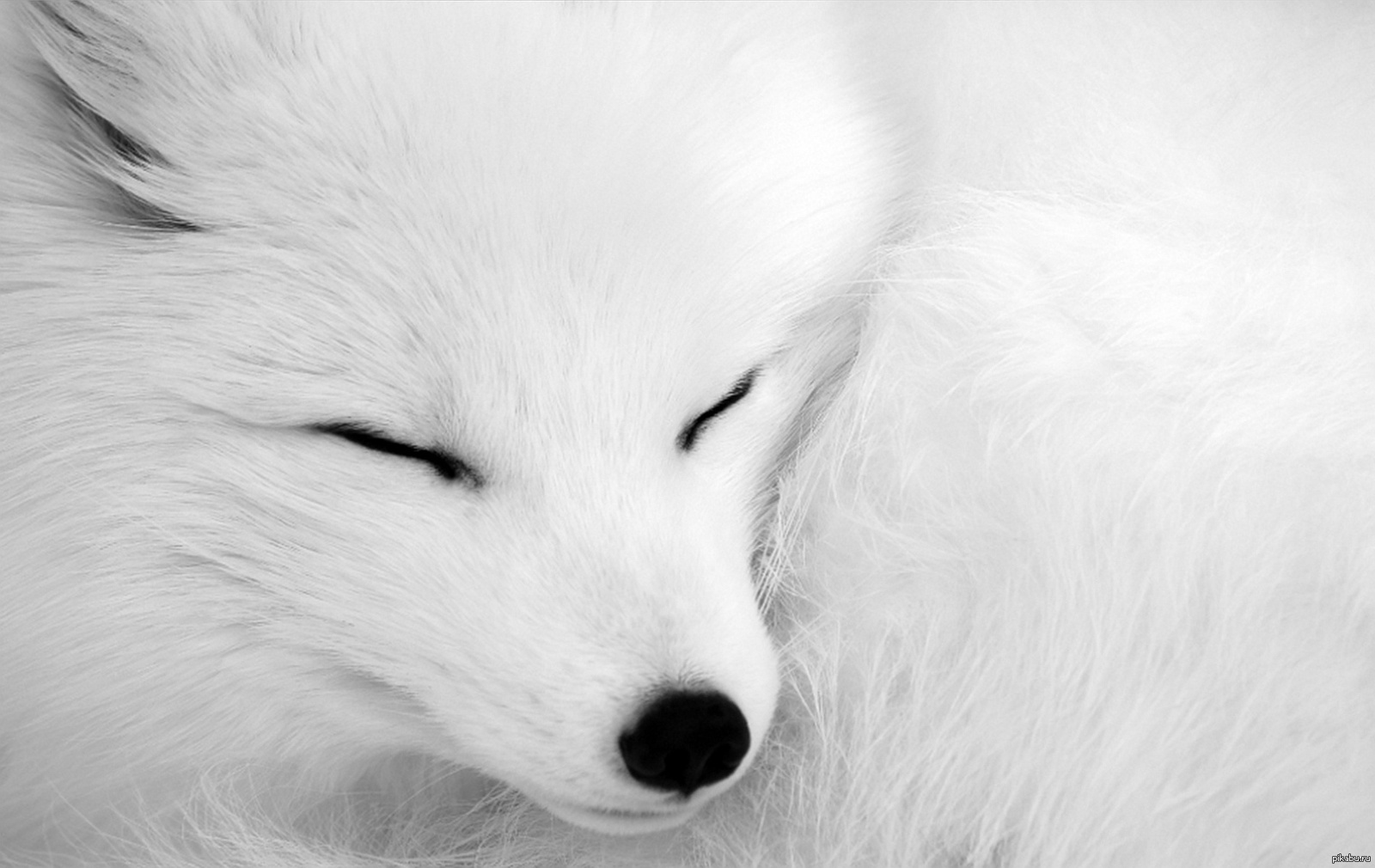 Белый av. Белая лиса. Красивые белые животные. Картинки на рабочий стол белые. Лиса черно белая.