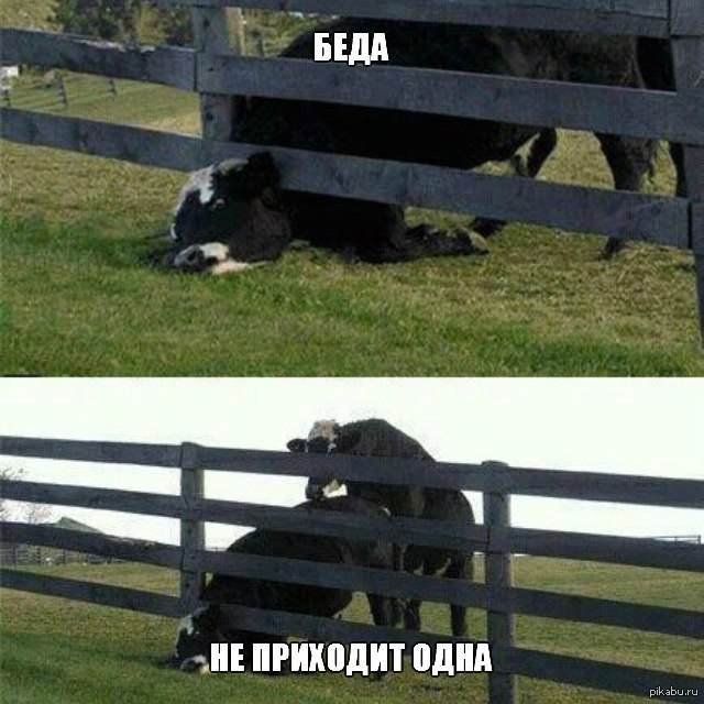 Беда-беда. | Пикабу
