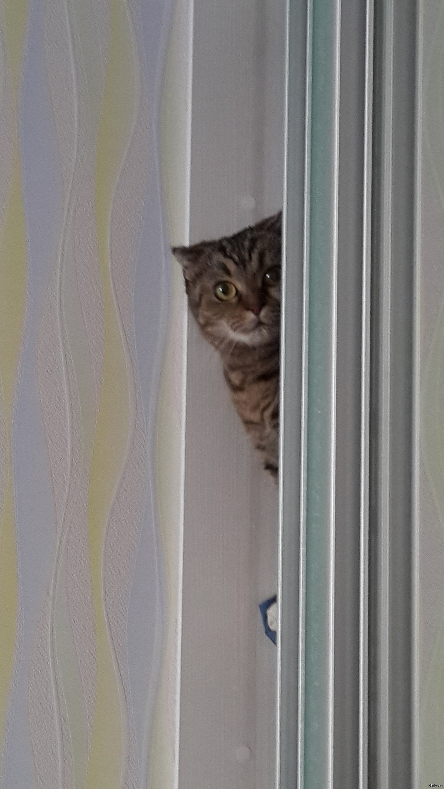 Кот выглядывает из за угла