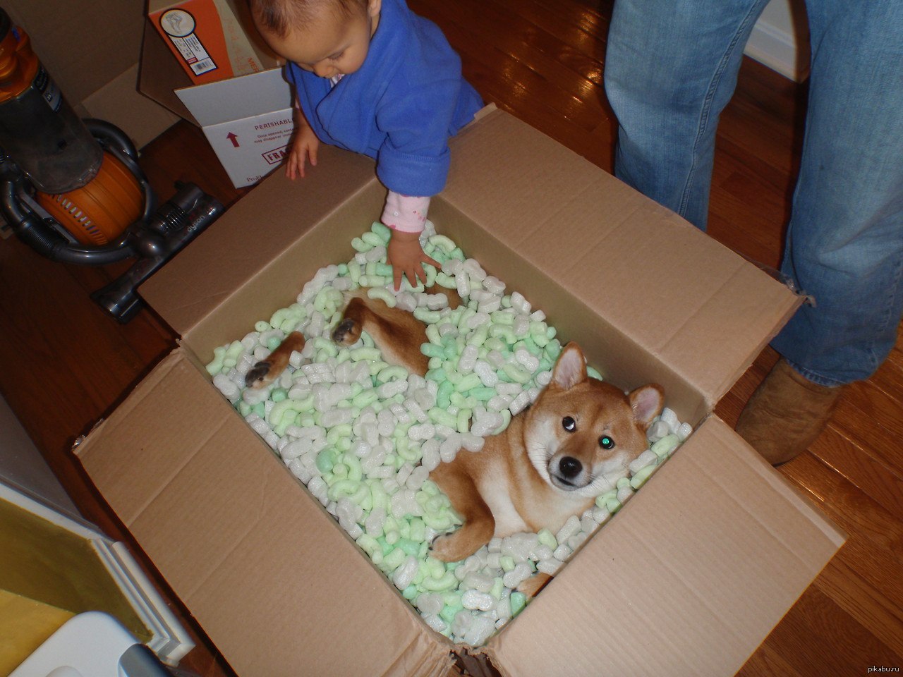 Собака в коробке