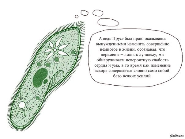 Инфузория рисунок с подписями. Клетка инфузории туфельки рисунок. Инфузория туфелька клеточная стенка. Рисунок инфузории туфельки 7 класс биология. Инфузория туфелька под микроскопом рисунок.