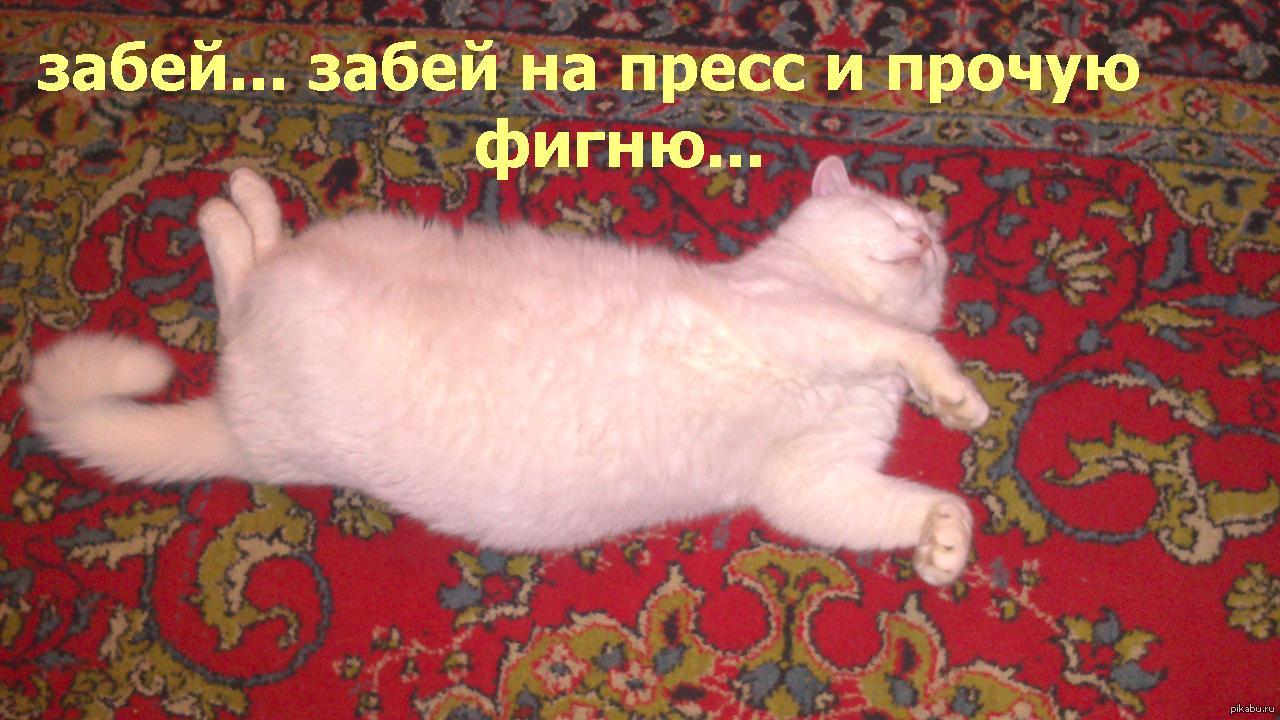 in the footsteps of the post http://pikabu.ru/story/_2015755 - My, cat, Sport, Laziness