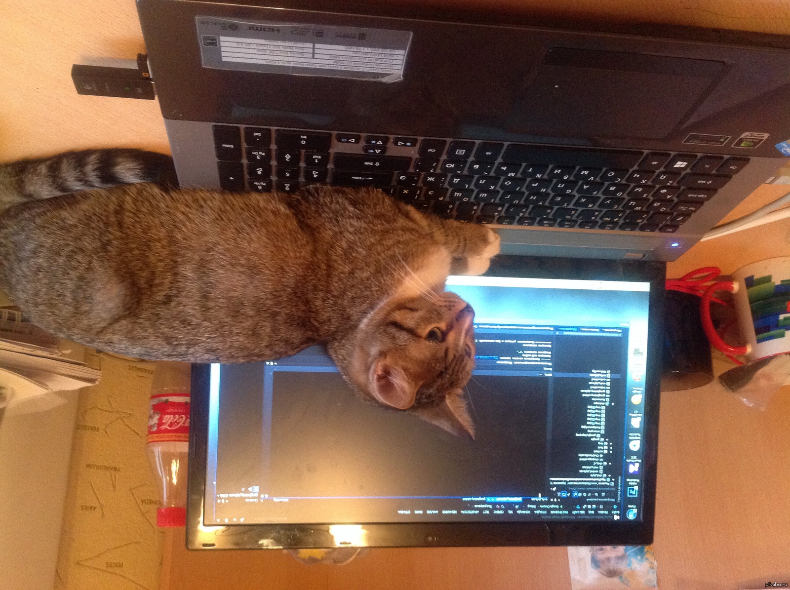 Кот разработчик. Программирование котик. Кошка программист. Кот айтишник. Милые котики программисты.