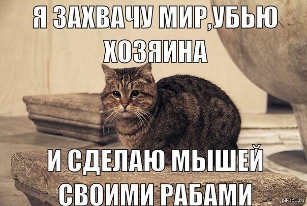 Хочу править. Кот захватил мир. Коты захватывают мир. Кот который хочет захватить мир. Кот я захвачу мир.