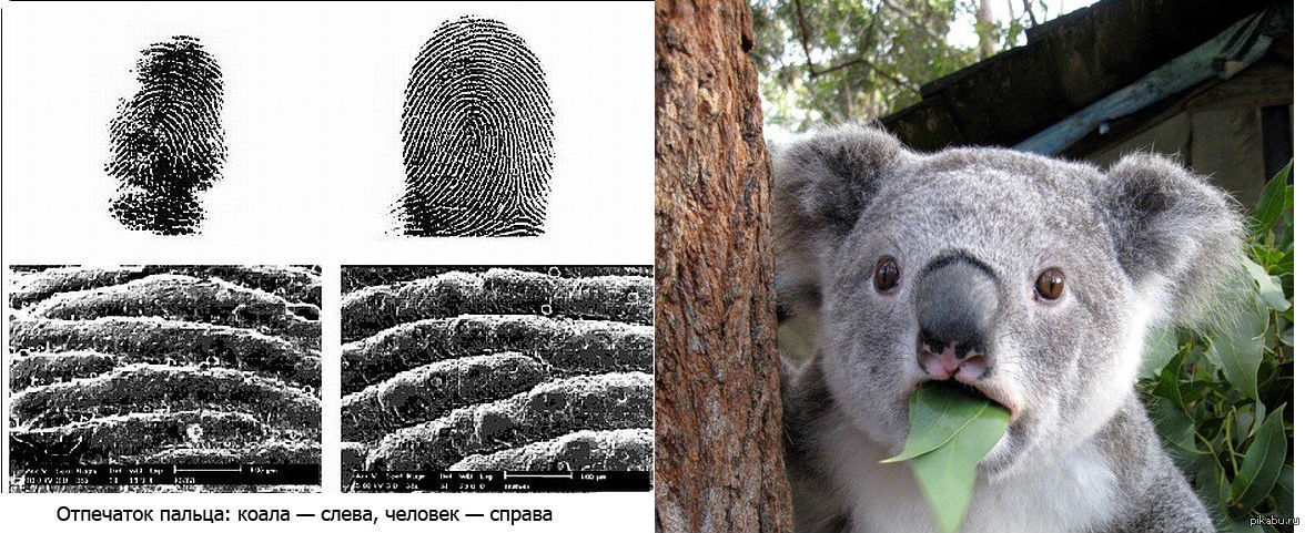 Картинки по запросу коала отпечатки пальцев