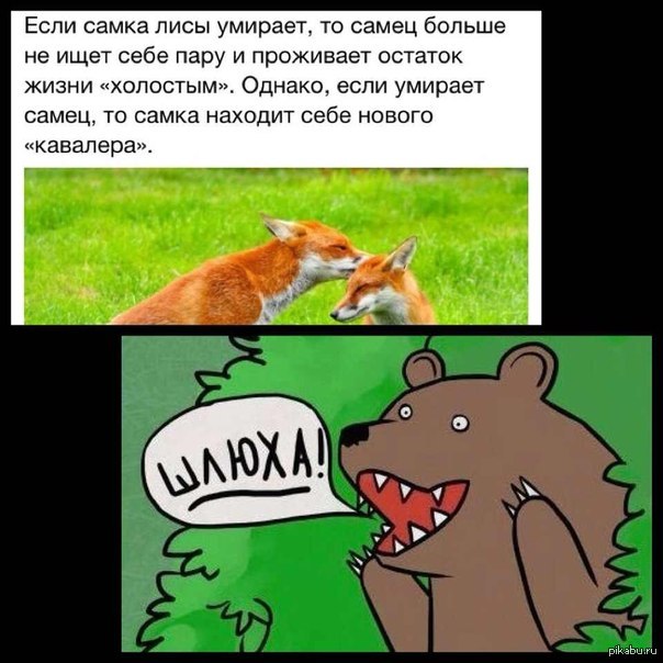 Кто скрывается в лисе. Анекдот про лисичку. Шутки про лису. Анекдоты про Лис. Шутки про лисиц.