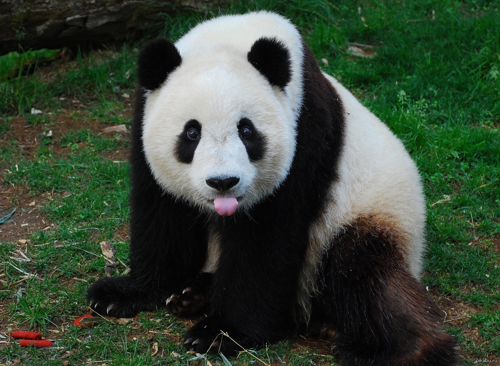 Панда на узбекском языке. Большая Панда или бамбуковый медведь. Ailuropoda melanoleuca. Медвежонок Панда. Очковая Панда.
