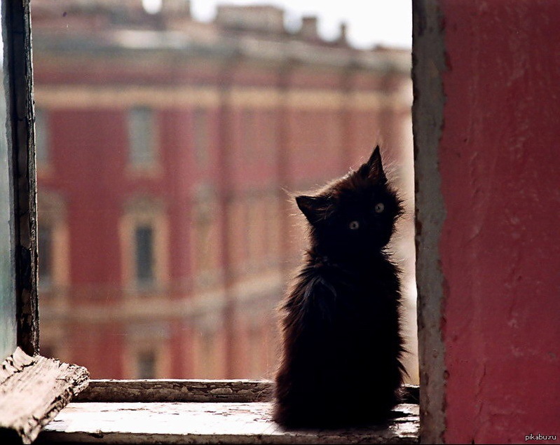 Вот и все он ушел. Одинокий кот. Одинокий котенок. Котенок в одиночестве. Одинокий грустный кот.