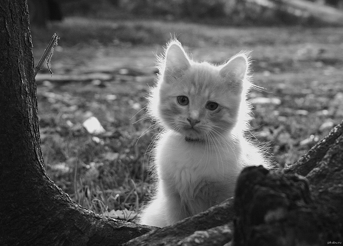 котенок | Пикабу
