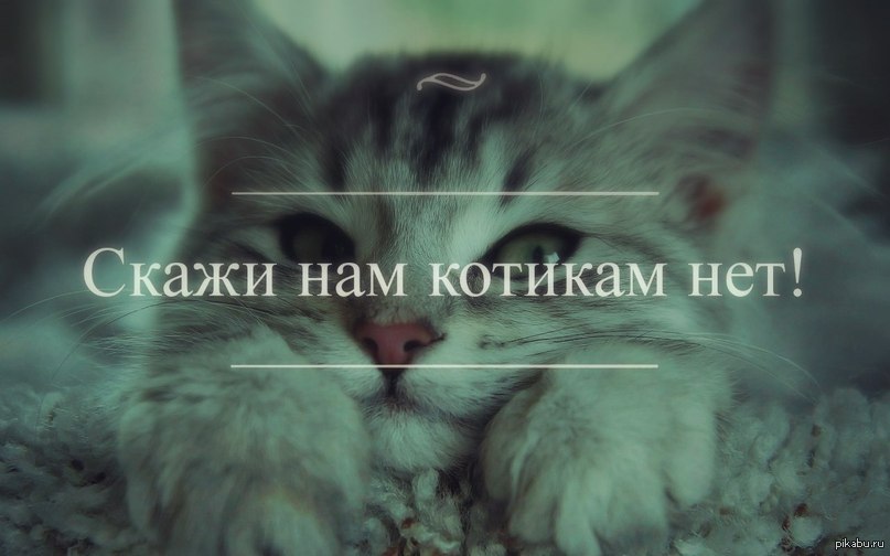 Кот нет. Что нет кота. Что нет кота. Цитаты про кошек. Что нет кота.