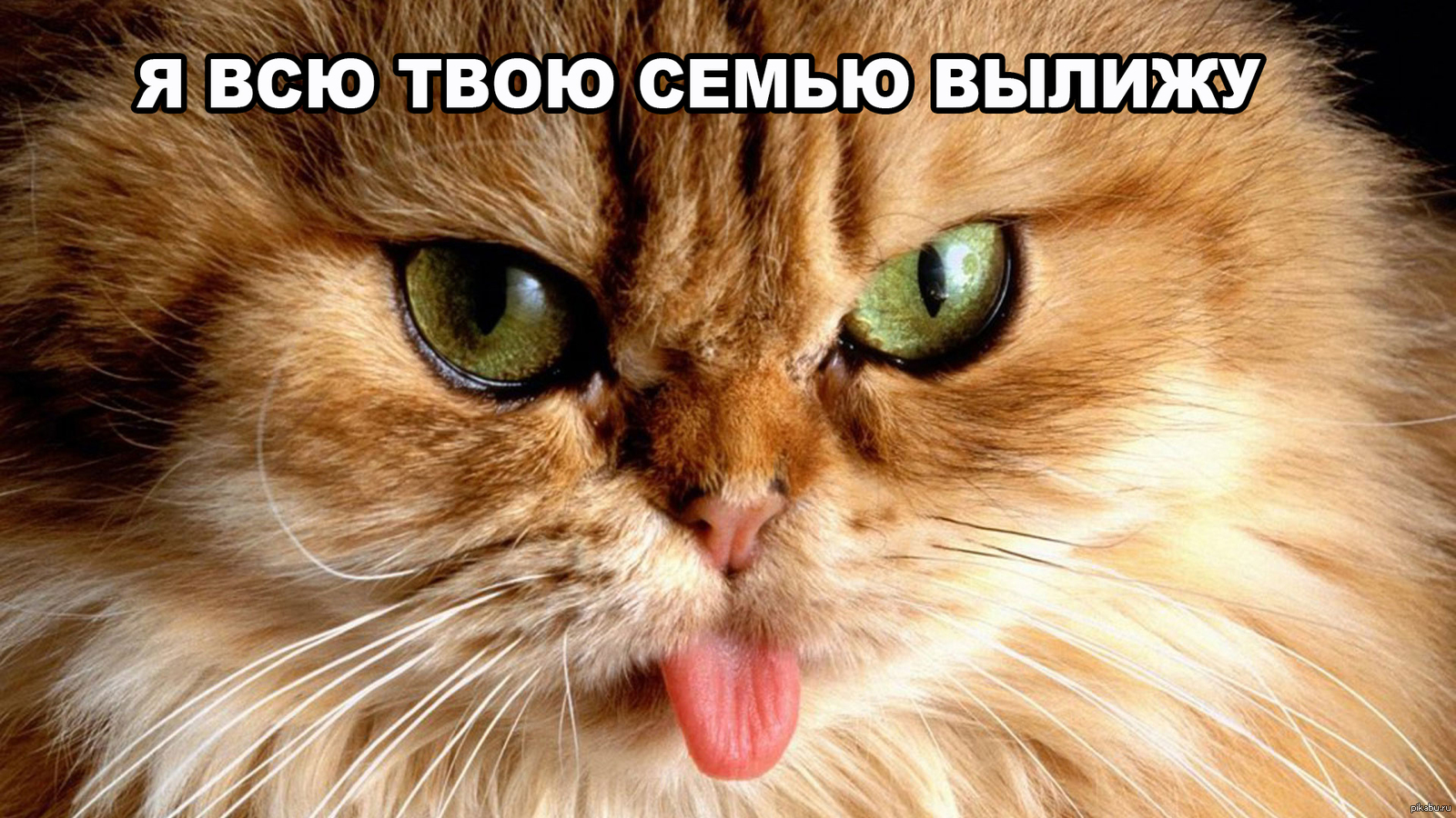 Покажи крупным. Рыжий кот показывает язык. Котенок показывает язык. Котик с высунутым языком.