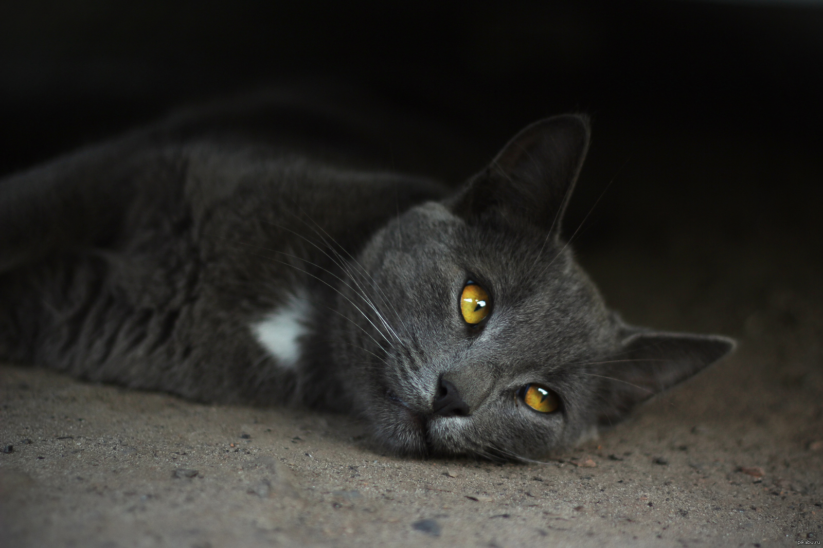 Картинки серых кошек. Кот серый. Кошка серая. Британская кошка серая. Дымчатая кошка.