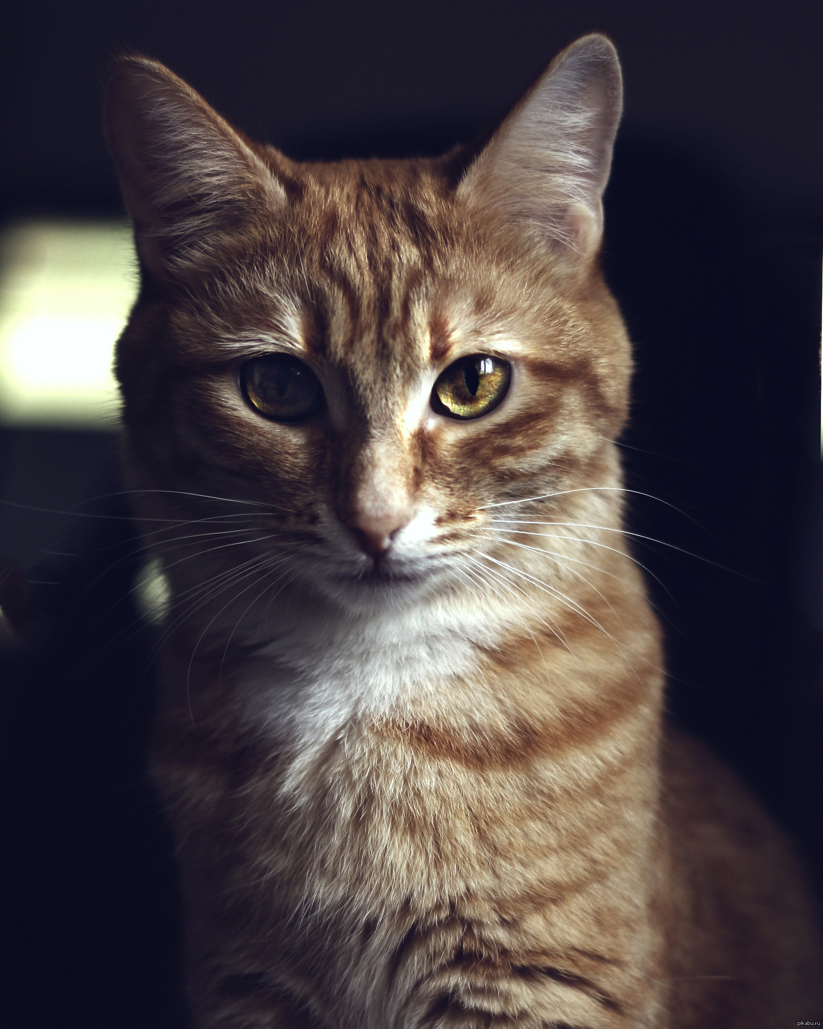 Коты на аву