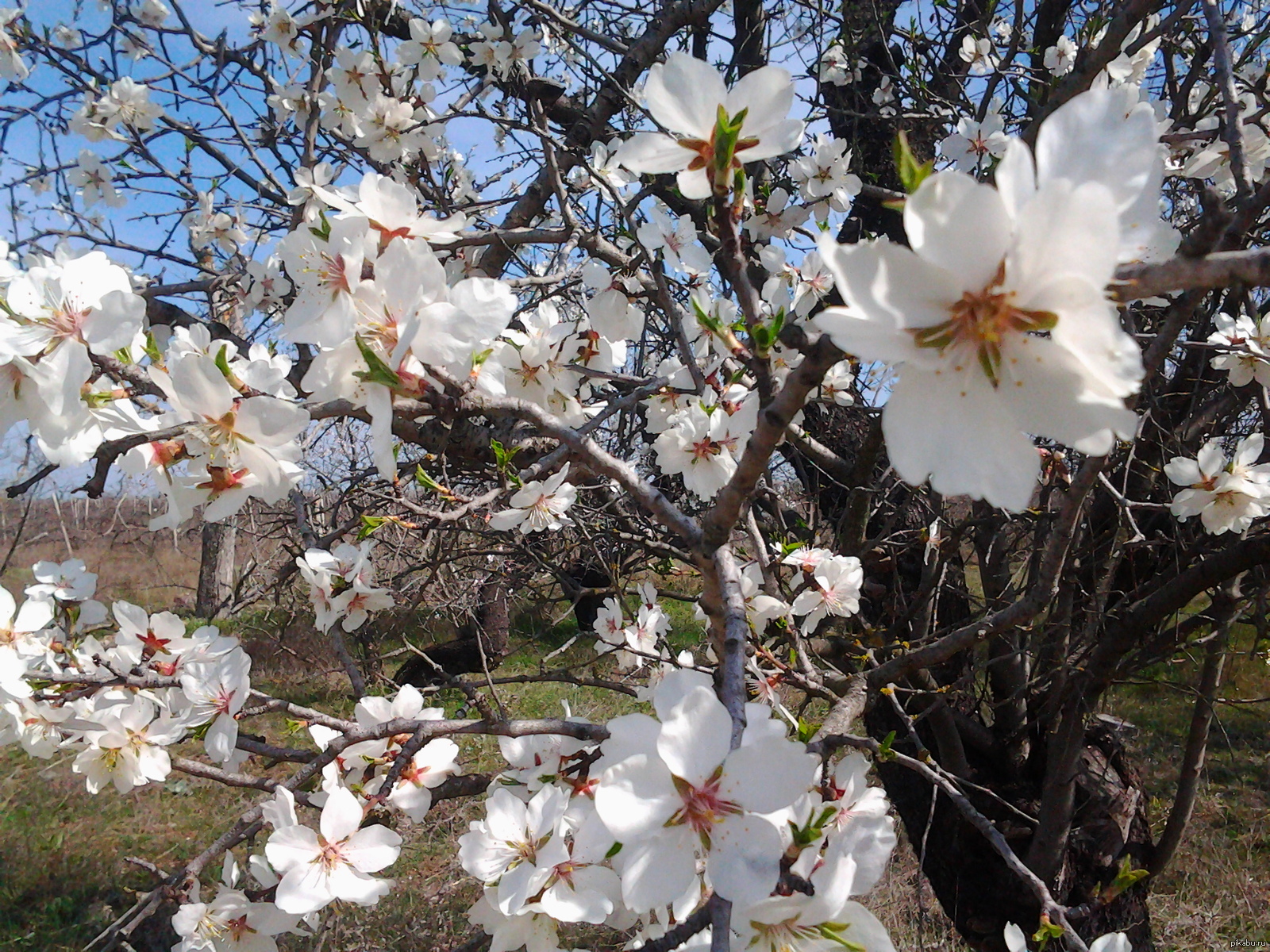 Какие деревья цветут в апреле. Цветение миндаля в Крыму. Дерево миндаль в Крыму. Миндаль цветет в Крыму. Миндаль Ялтинский цветение.