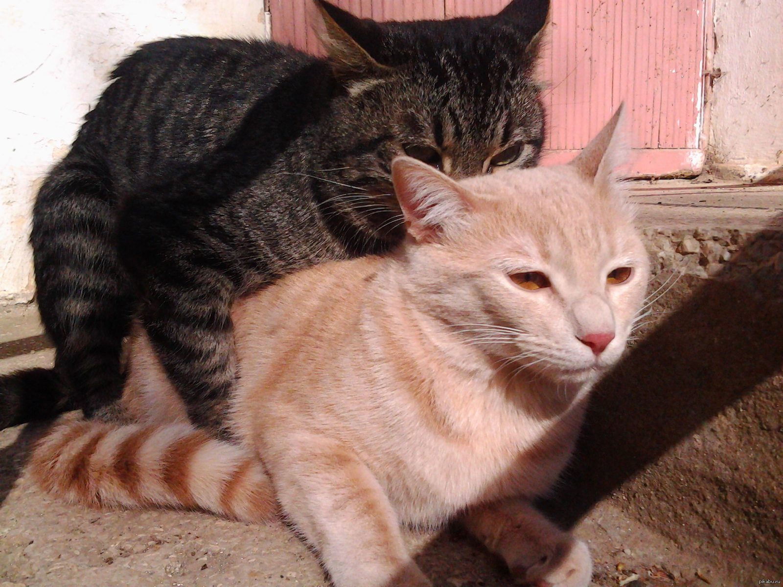 Оба кот. Обоим с котом. pikabu кот добыча.