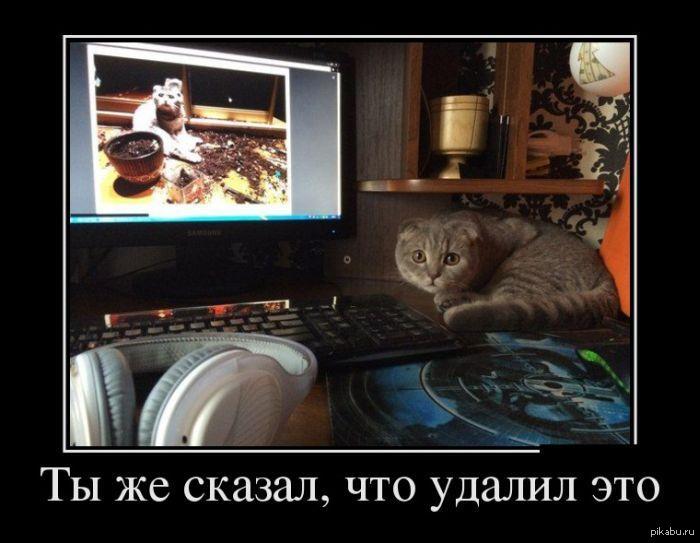 Котэ негодует | Пикабу