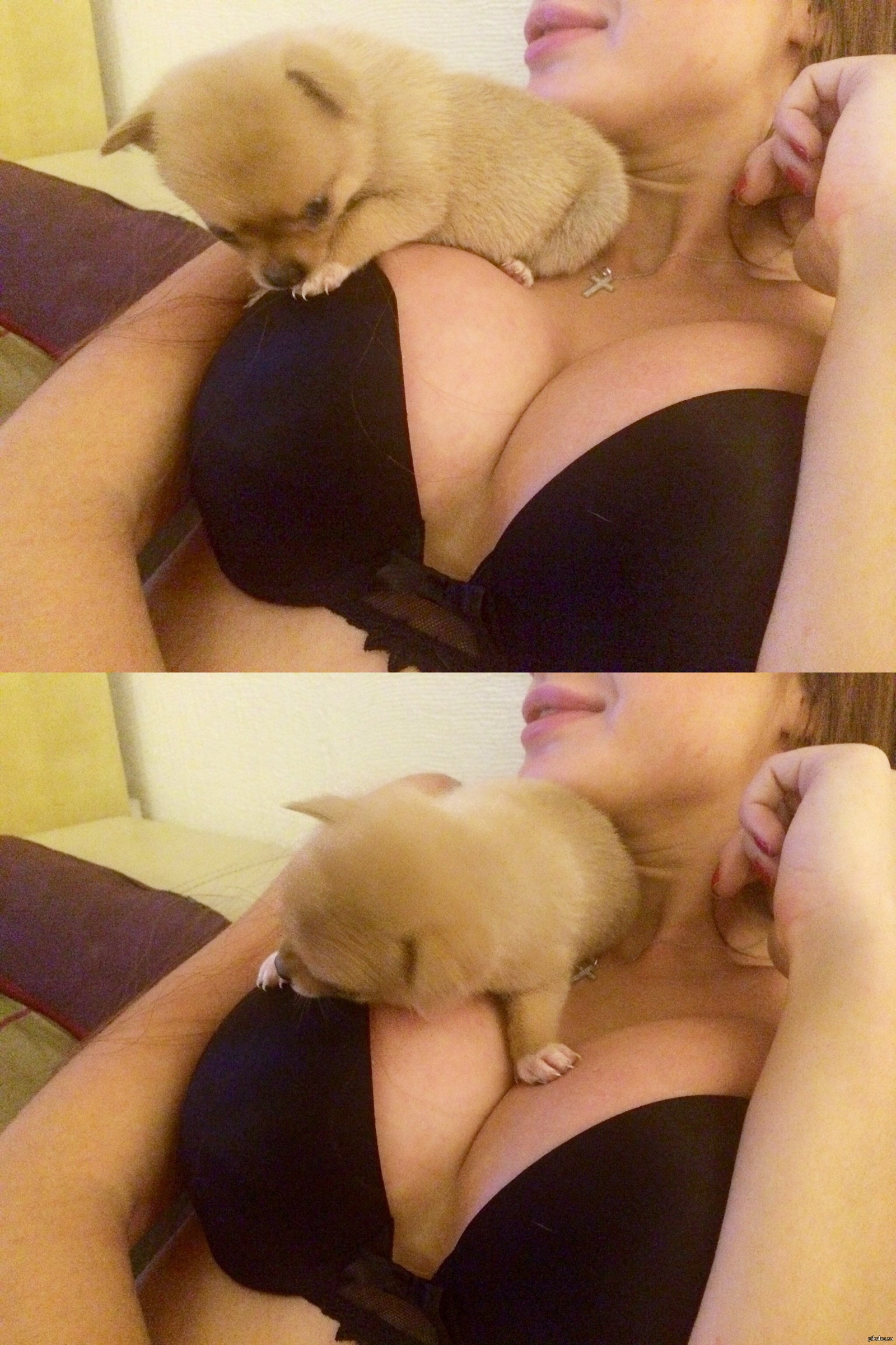 Sweet dreams everyone :3 - NSFW, Girls, Milota, Dog, Boobs