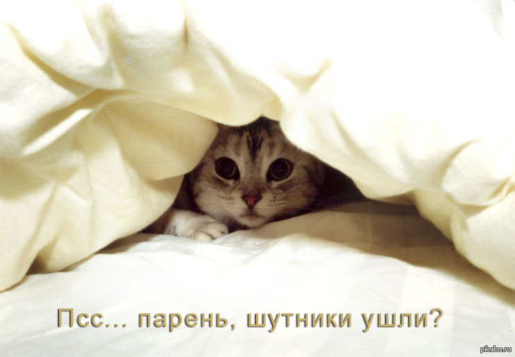 Котенок в постели. Котенок под одеялом. Милые котики на кровати. Спящий котёнок под одеялом.
