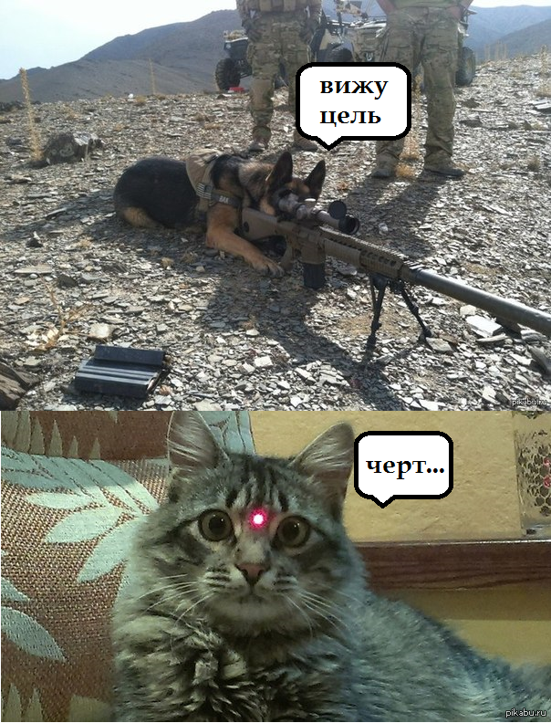 Кот снайпер картинки