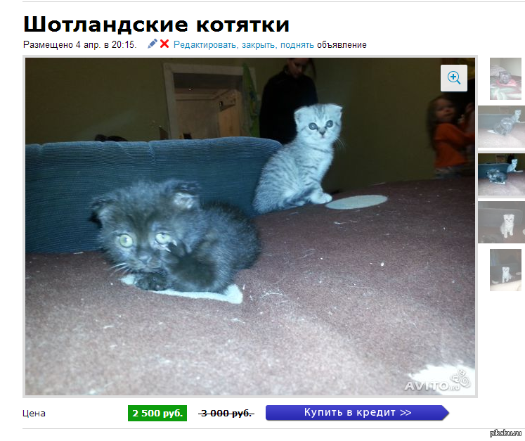 Кот на авито. Юмор отдам кота. Продаётся котёнок прикол. Смешные объявления на авито про кошек. Объявление про котят приколы.