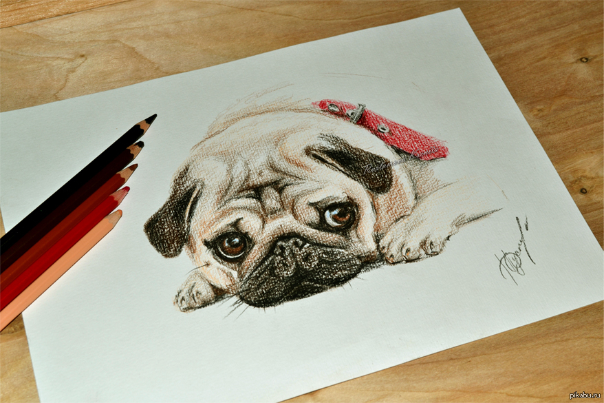 Собаки маркерами. Скетчинг Мопс. Профессиональные рисунки. Картинки собак для срисовки. Мопс рисунок маркерами.