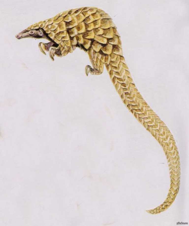 Phataginus tetradactyla