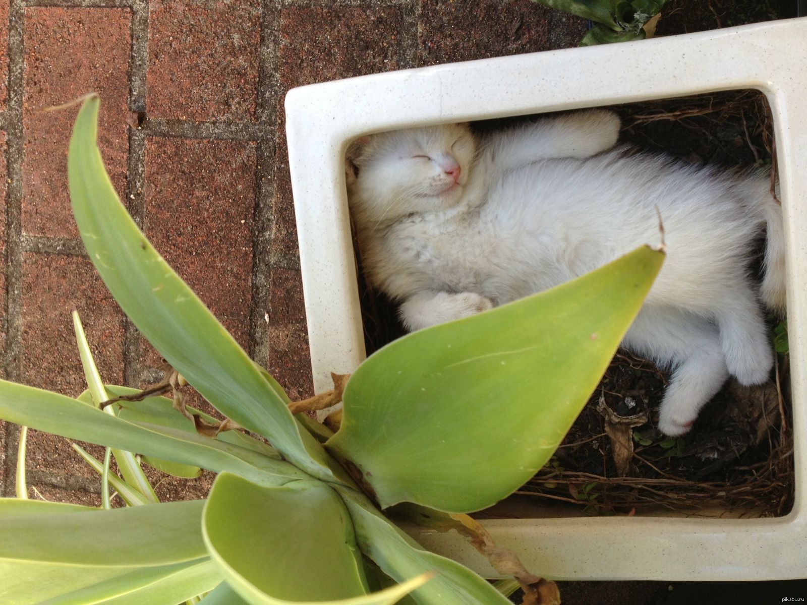 Cat plants. Кошки и растения. Кошки и комнатные растения. Коты спят в цветочных горшках. Кошка в цветочном горшке.