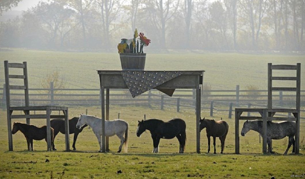 There horses near the chair. Шелтер для лошади. Шелтер конюшня. Шелтер для лошади в Леваде. Навес для лошадей.