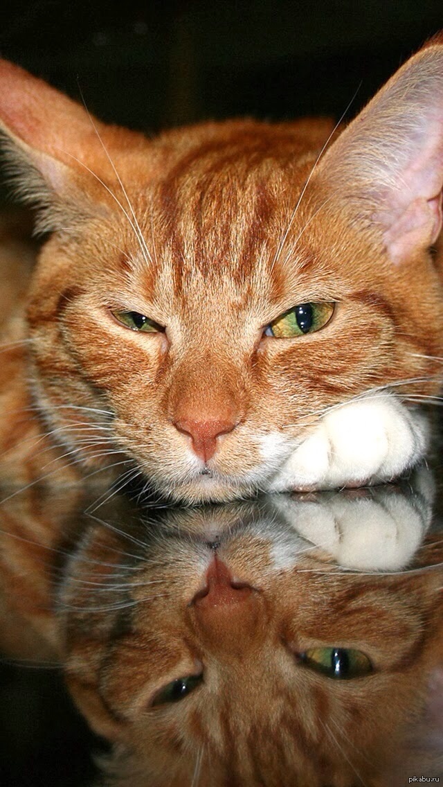 Морда кота. Кот подмигивает. Кот с янтарными глазами. Кошка закрывает лапой морду. Кошка закрывает глаз.