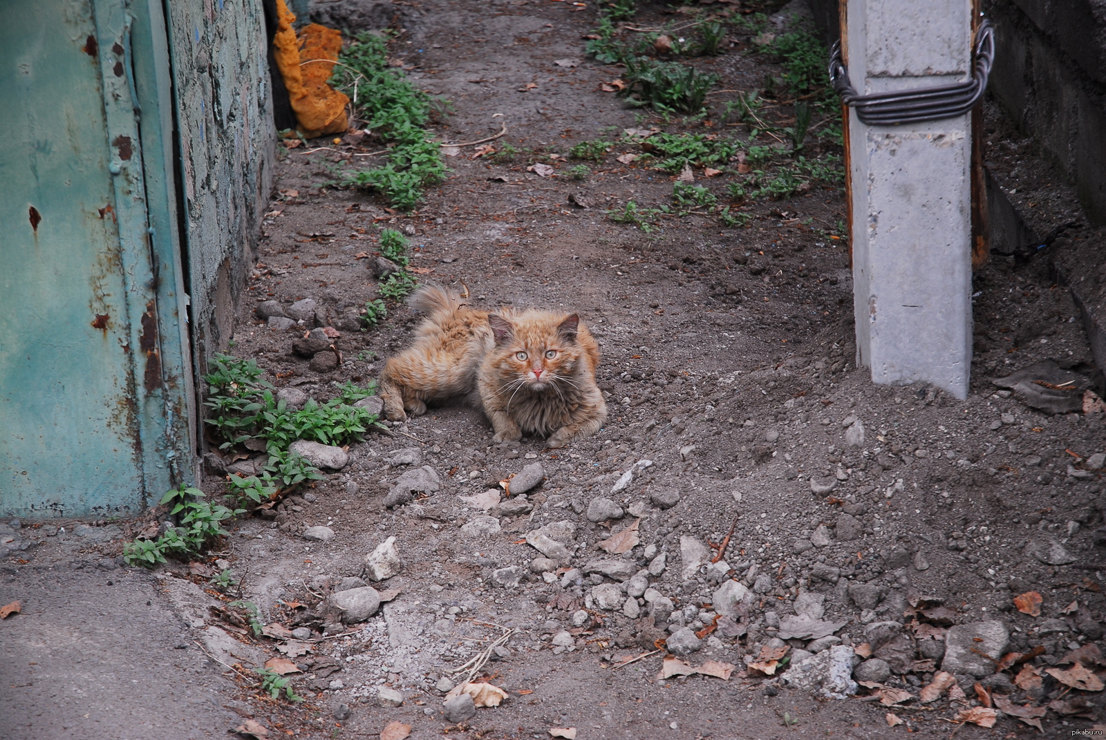 He saw some shit - My, cat, Shit happens, Redheads