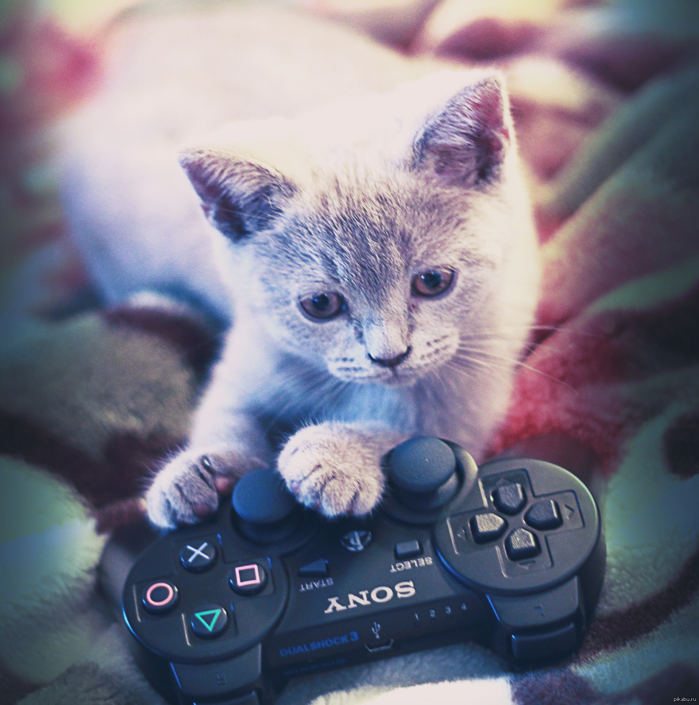 Милые кошки игры. Кот с джойстиком. Кот геймер. Кошка Игроман. Кошка с геймпадом.