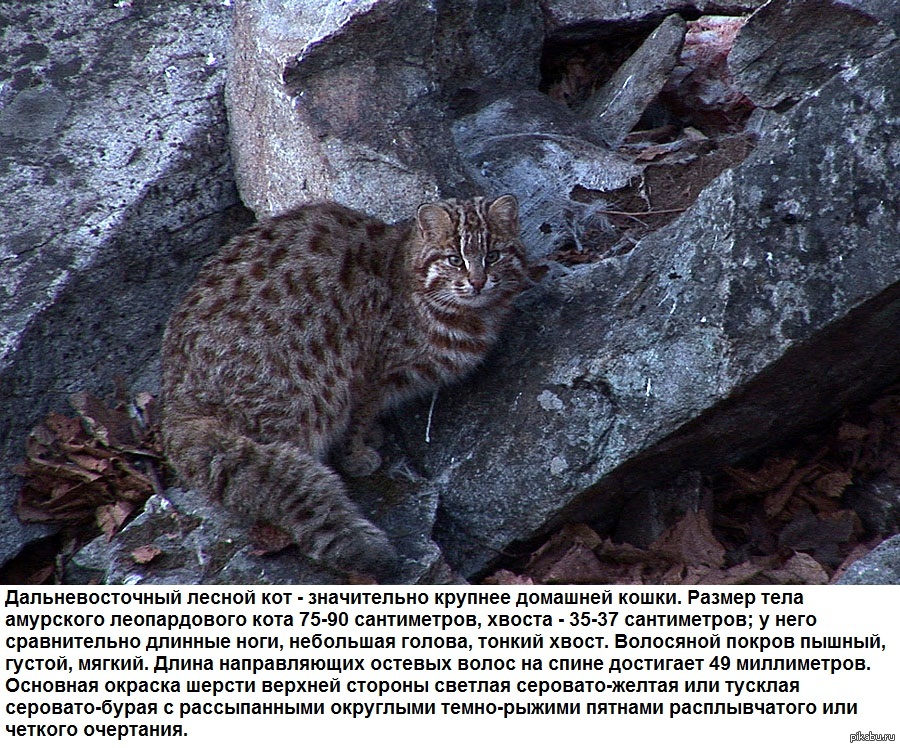 Амурский лесной кот. Дальневосточный Амурский Лесной кот. Лесной леопардовый кот Дальневосточный. Краснокнижный Дальневосточный Лесной кот. Уссурийский Амурский Лесной кот.