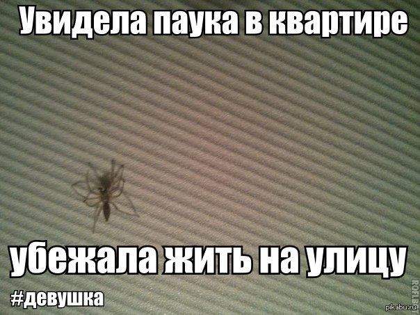 Паук | Пикабу