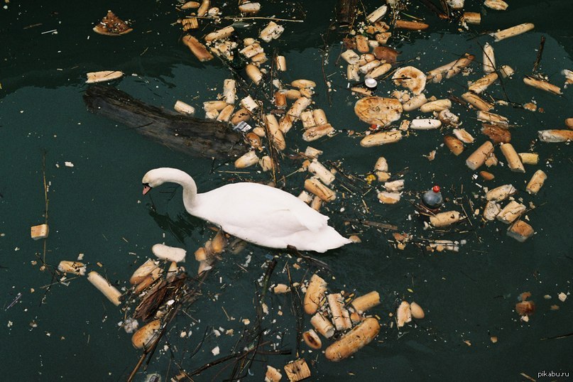 Шведский стол | Пикабу