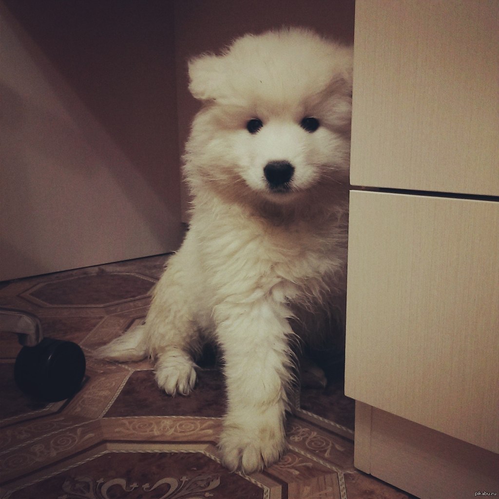 Самоед с человеком. Самоедская лайка щенки. Лайка самоед. Кличка для девочки самоеда. Почему порода собак называется самоеды.