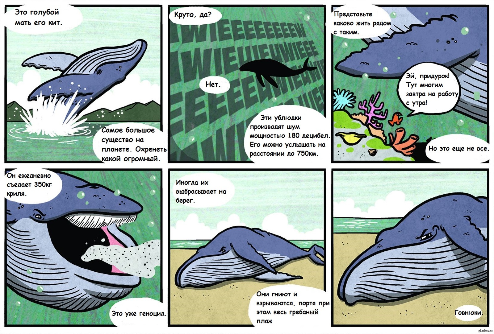 Шутки про китов
