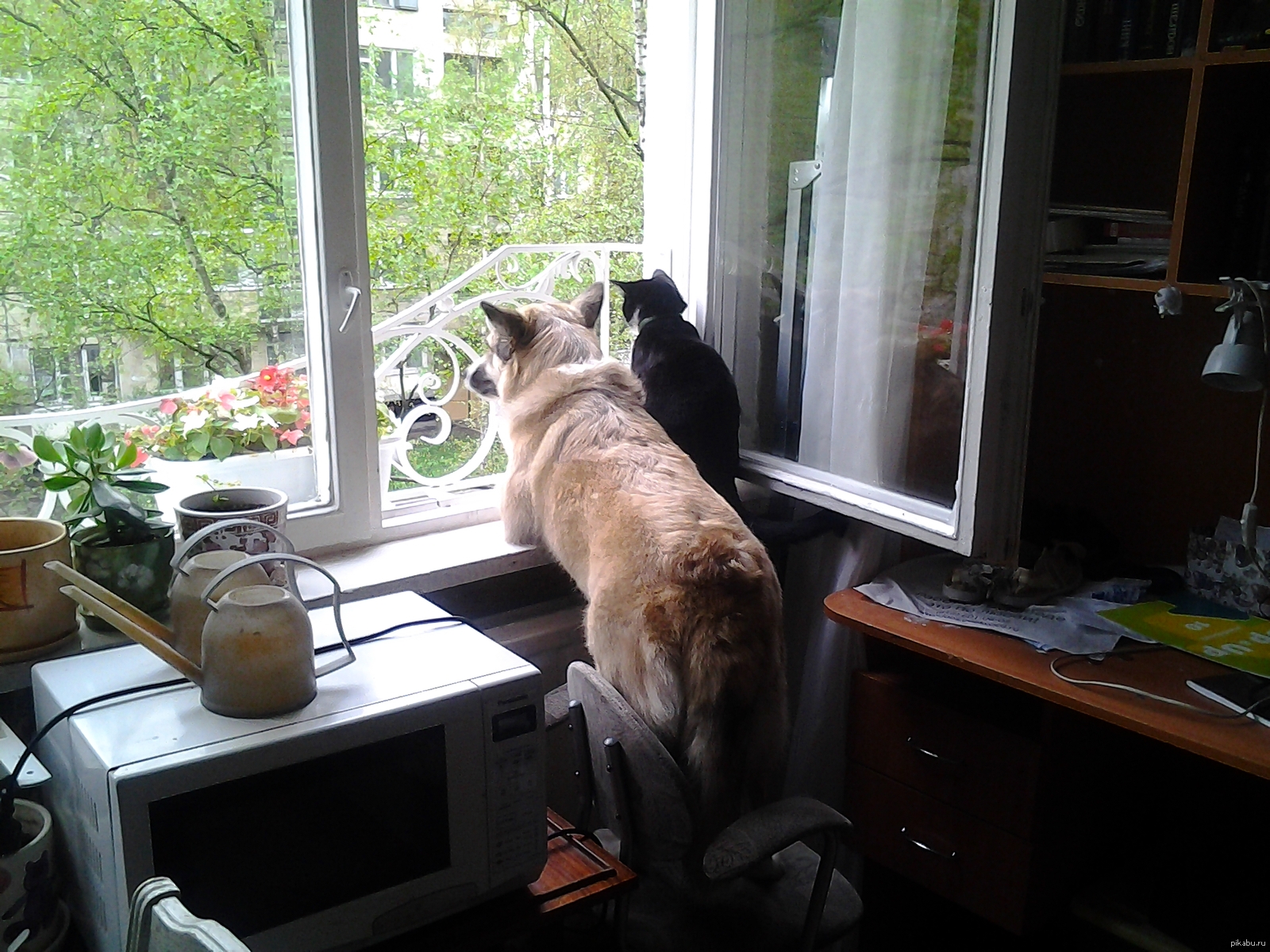 Выйдя рано утром на балкон я увидел. Кот ждет. Балкон для кошек. Кошка ждет хозяина. Кот на балконе.
