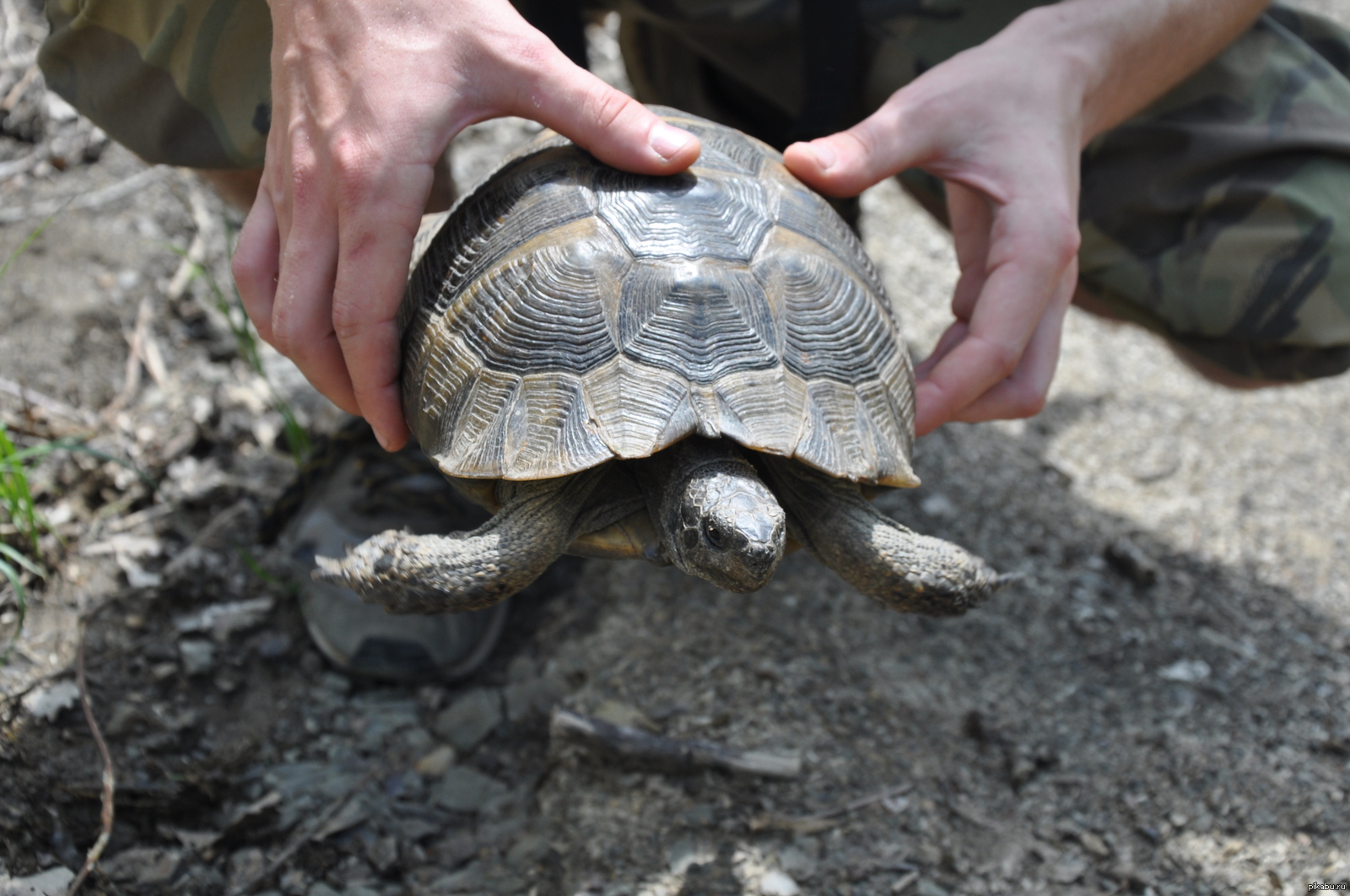 I met such an animal in the forest - My, Turtle, Tuapse district, Hike, Forest, Forest turtle