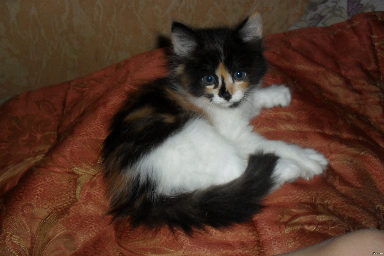 Сегодня в 4 часа утра муж разбудил меня, чтобы показать, какой комок ...