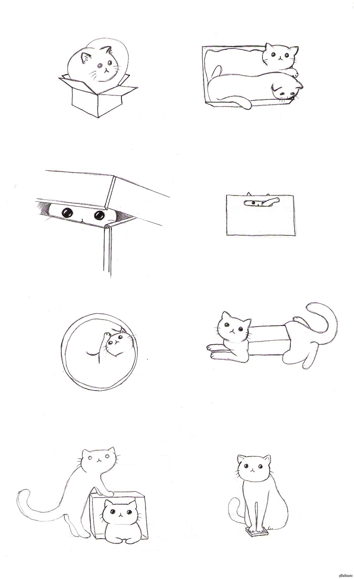 Кот в коробке рисунок для срисовки