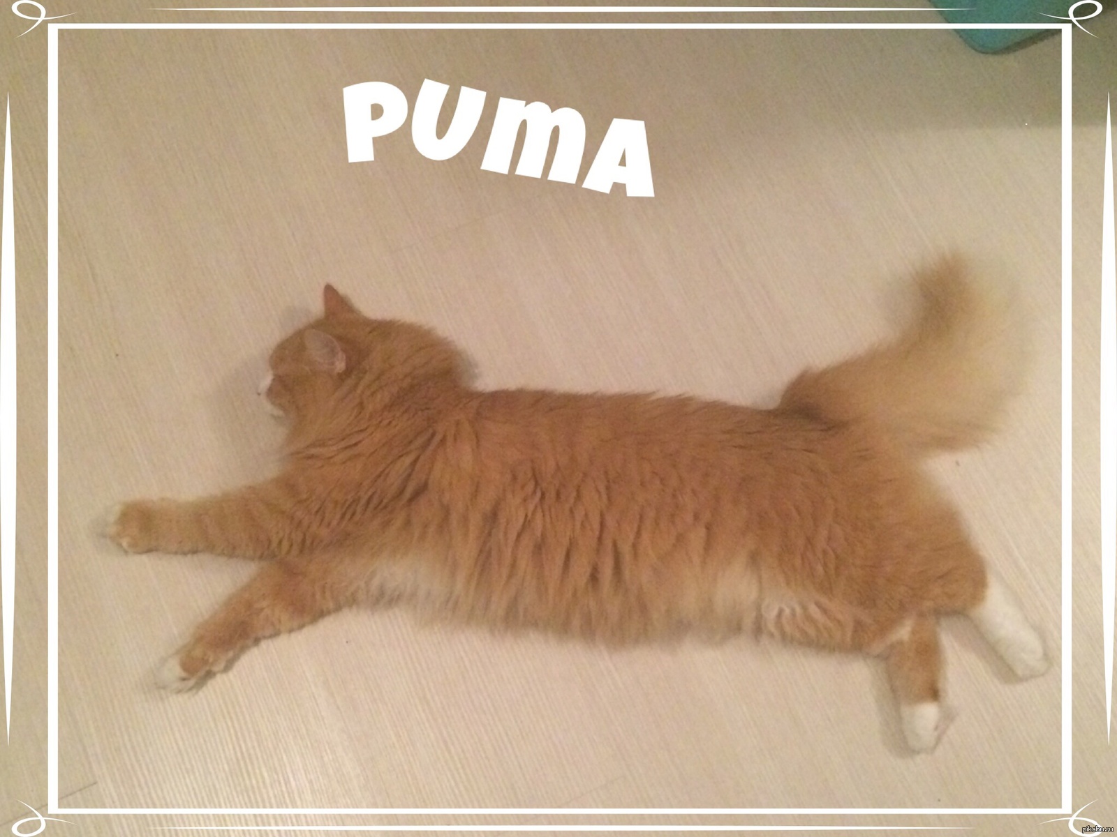 PUMA - Russian Edition | Пикабу