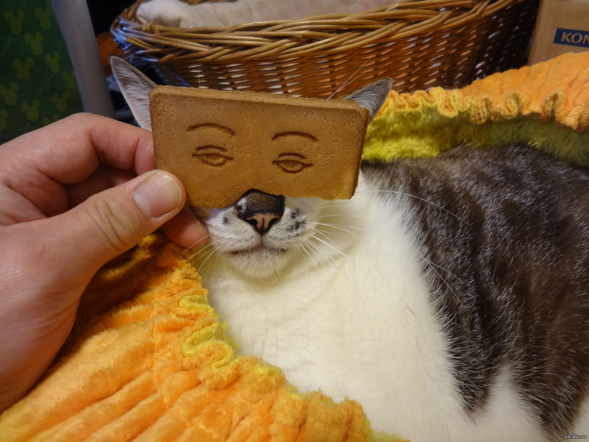 Печенье кот