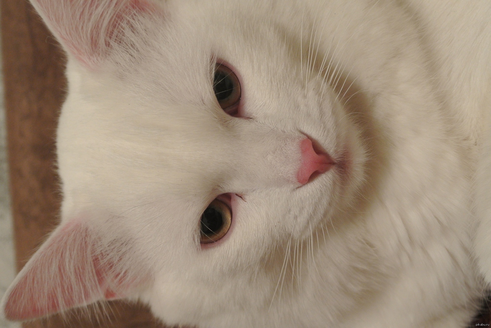 Ангорский кот белый гладкошерстный