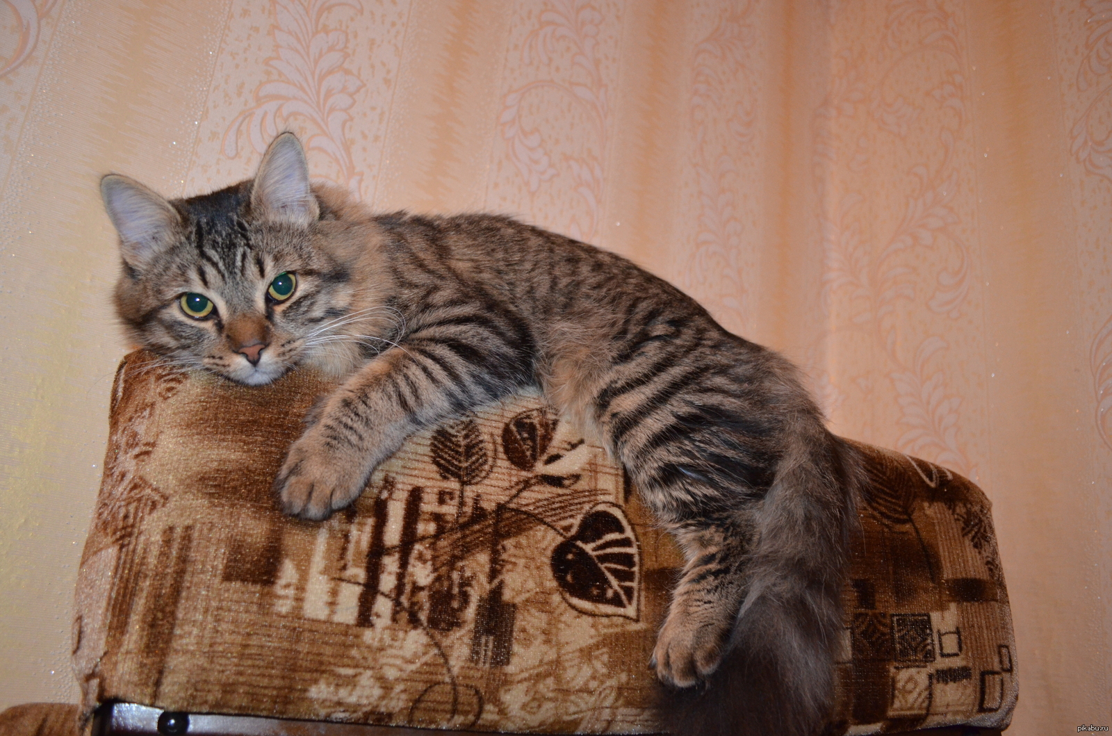 Мой котофей. :3 | Пикабу