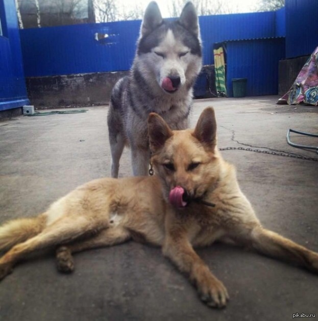 My dogs love pikabushnikov;) redhead from the shelter, huskies were given away as unnecessary. - My, Friday tag is mine, Dog, Best friend