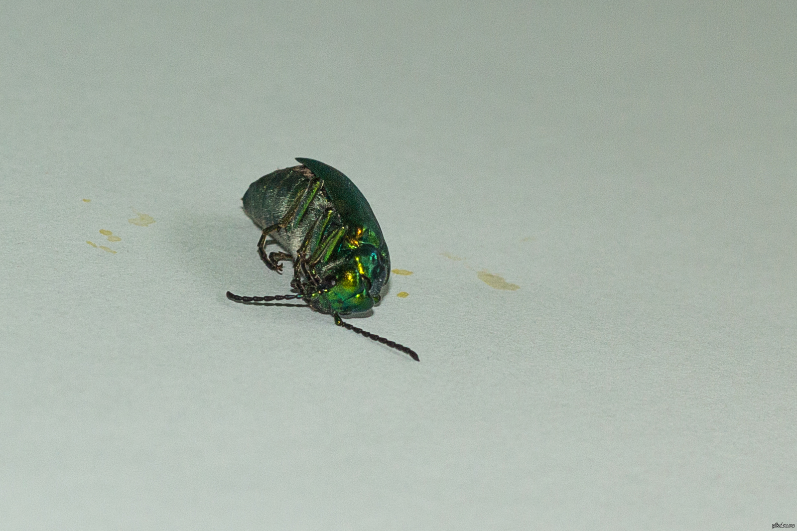 Кровососущие маленькие черные жучки. Бумбри жук. Жук синекрылка. Сон жучки. Приснился огромный жук.