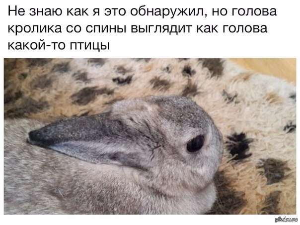 Мастер маскировки | Пикабу